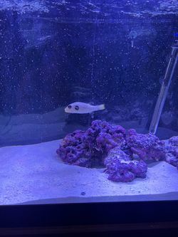 75 gallon aquarium