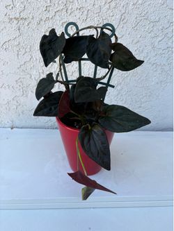 Syngonium Red Arrow