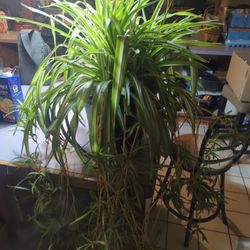 Spider Plants
