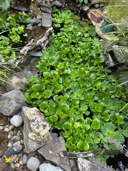 Water hyacinth and water lettuce