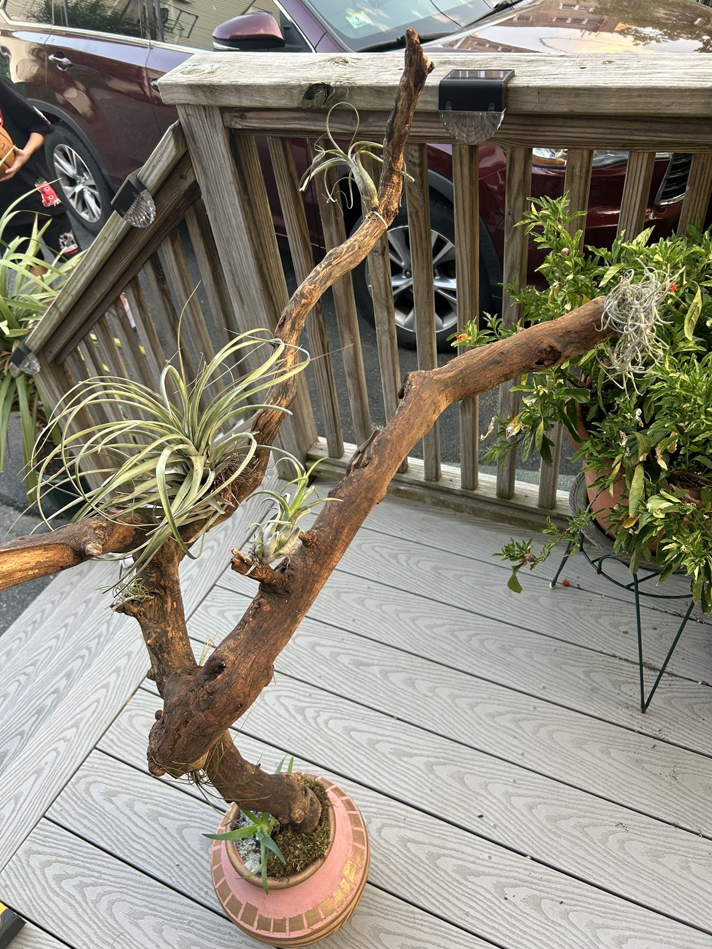 Tillandsias Plant 🌱