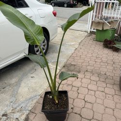 Bird Of Paradise