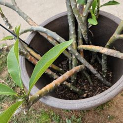 Plumeria Cuttings