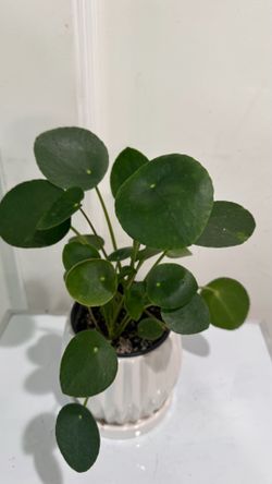 Money plant