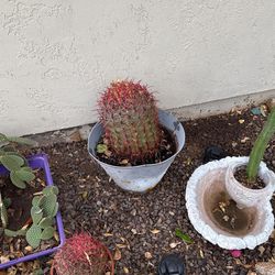 Devil’s tongue barrel Cactus
