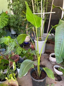Bird of paradise plant