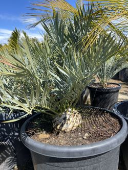 Cycas Horridus Sale