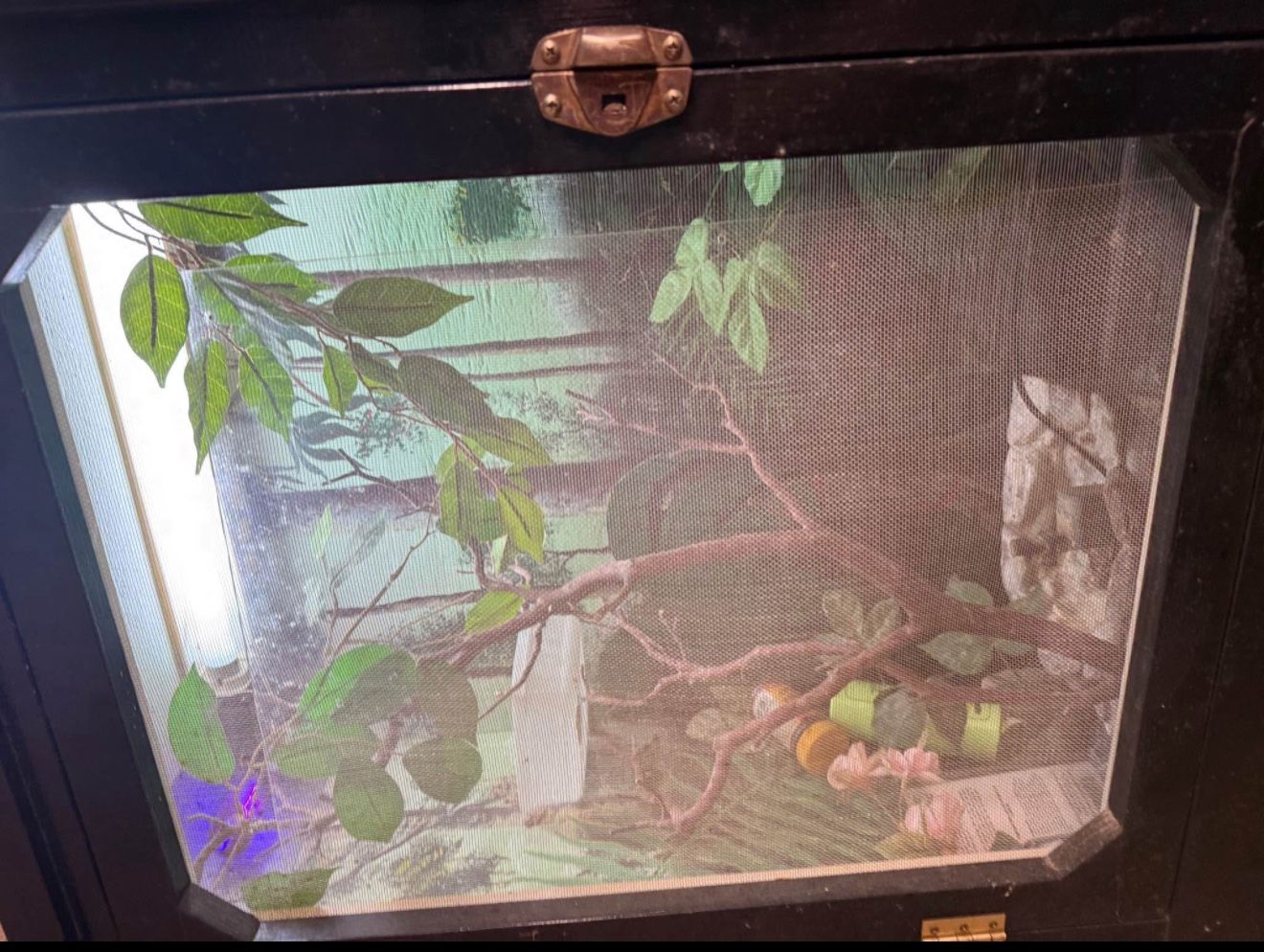 Reptile Snake Chameleon Lizard Terrarium Cage 31” W x 13.5” D x 25” H Lighted w Plants + 29” H Legs