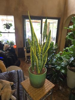 2ft 7in tall Sansevieria Snake Plants In New  8in Ceramic Pot With Stones