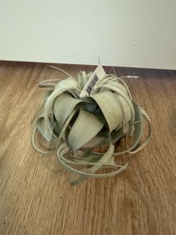 Brand New Tillandsia Xerographica Mini Air Plant