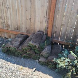 Fresh Sod From Today's Job Leftover!