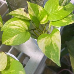 Variegated Neon Pothos Rooted Cuttings for Sale in Halndle Bch, FL - OfferUp
