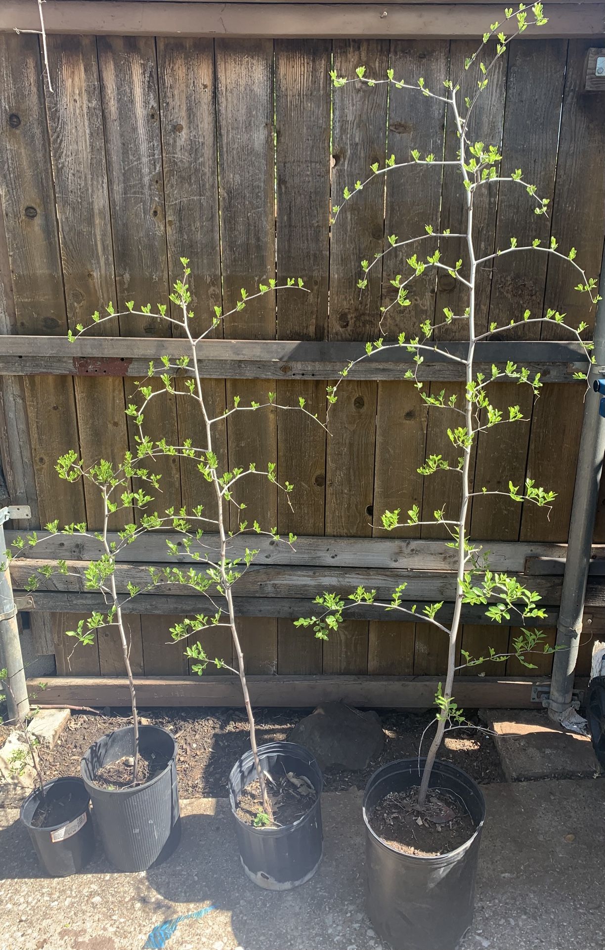 Jujube Tree for Sale in Irving, TX - OfferUp