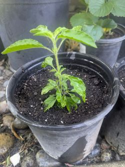 Tulasi plant