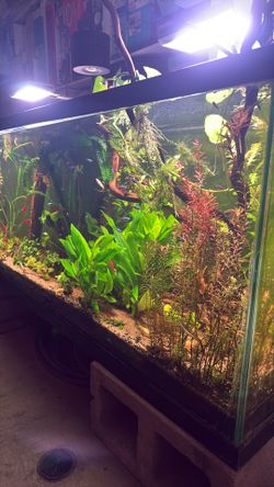 Rotala rotundifolia Blood red Plant