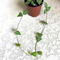 String  of  spades  plant