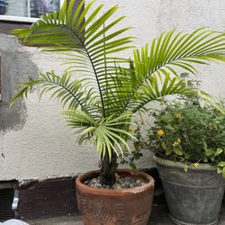 Palm Plant 