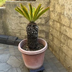 Palm Tree ( Sago ) 