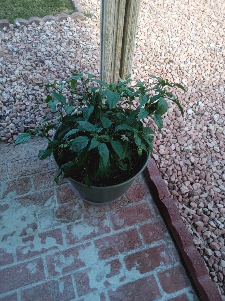 Mature Jalapeno Plant In Pot  $30