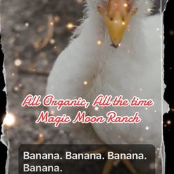 Magic Moon Ranch & Boutique Sale Today 