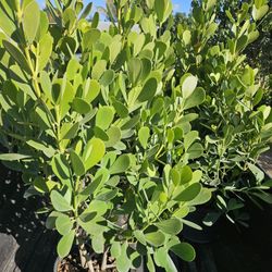 huge clusias podocarpus over 4 feet   instant privacy  Hedge  for fences 