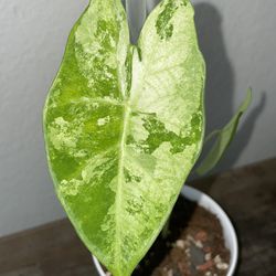 Alocasia Variegated Mint Frydek Plant