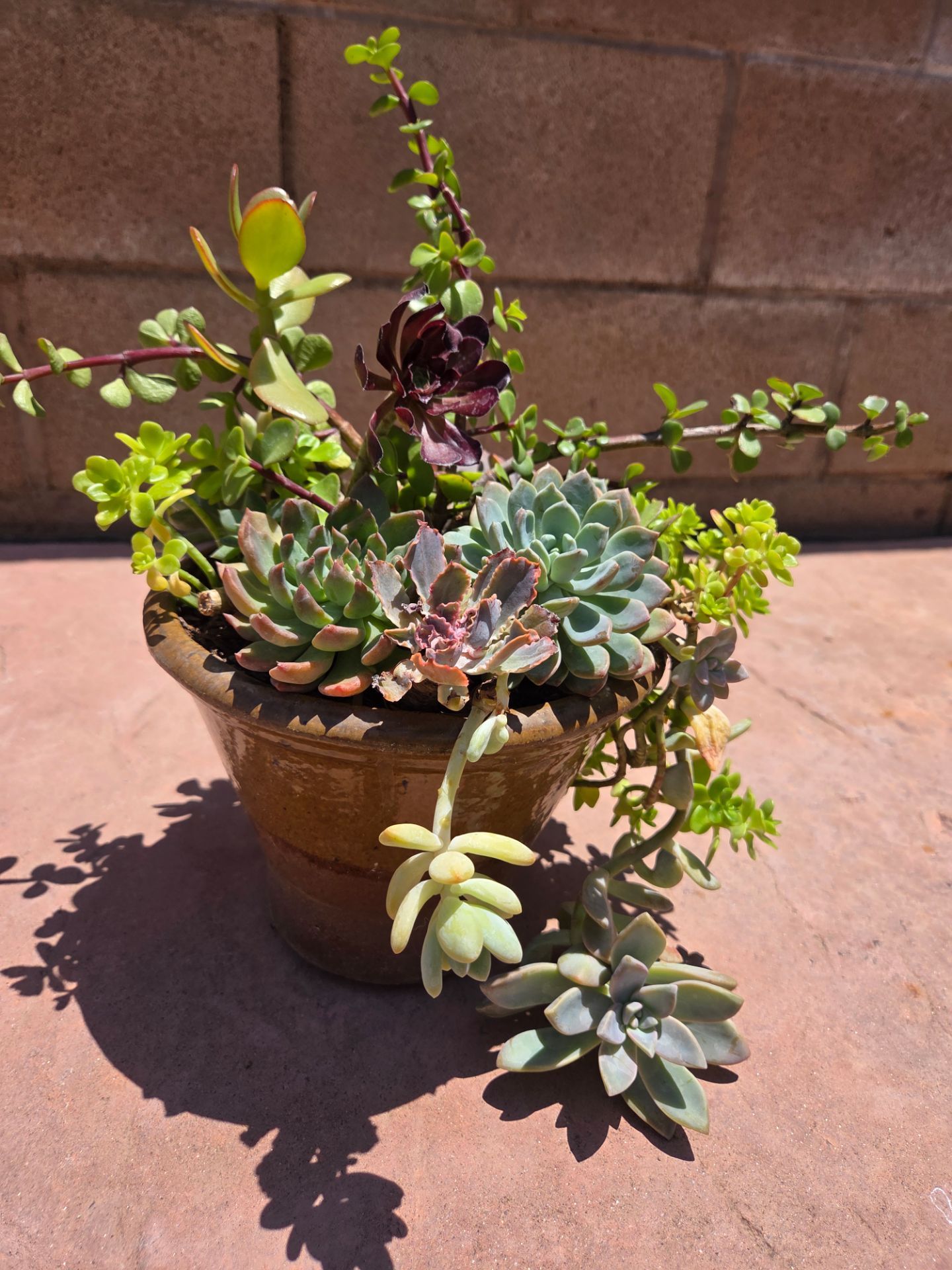 Decoration Suculents Plants Mix
