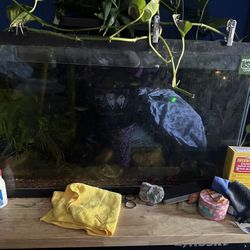 Fish Tank With Fish And All Accessories 