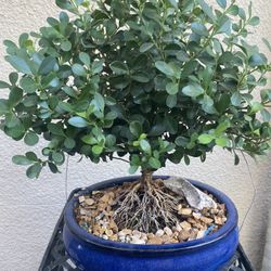 Bonsai plants $40 each firm