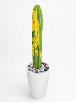 Variagated  cactus