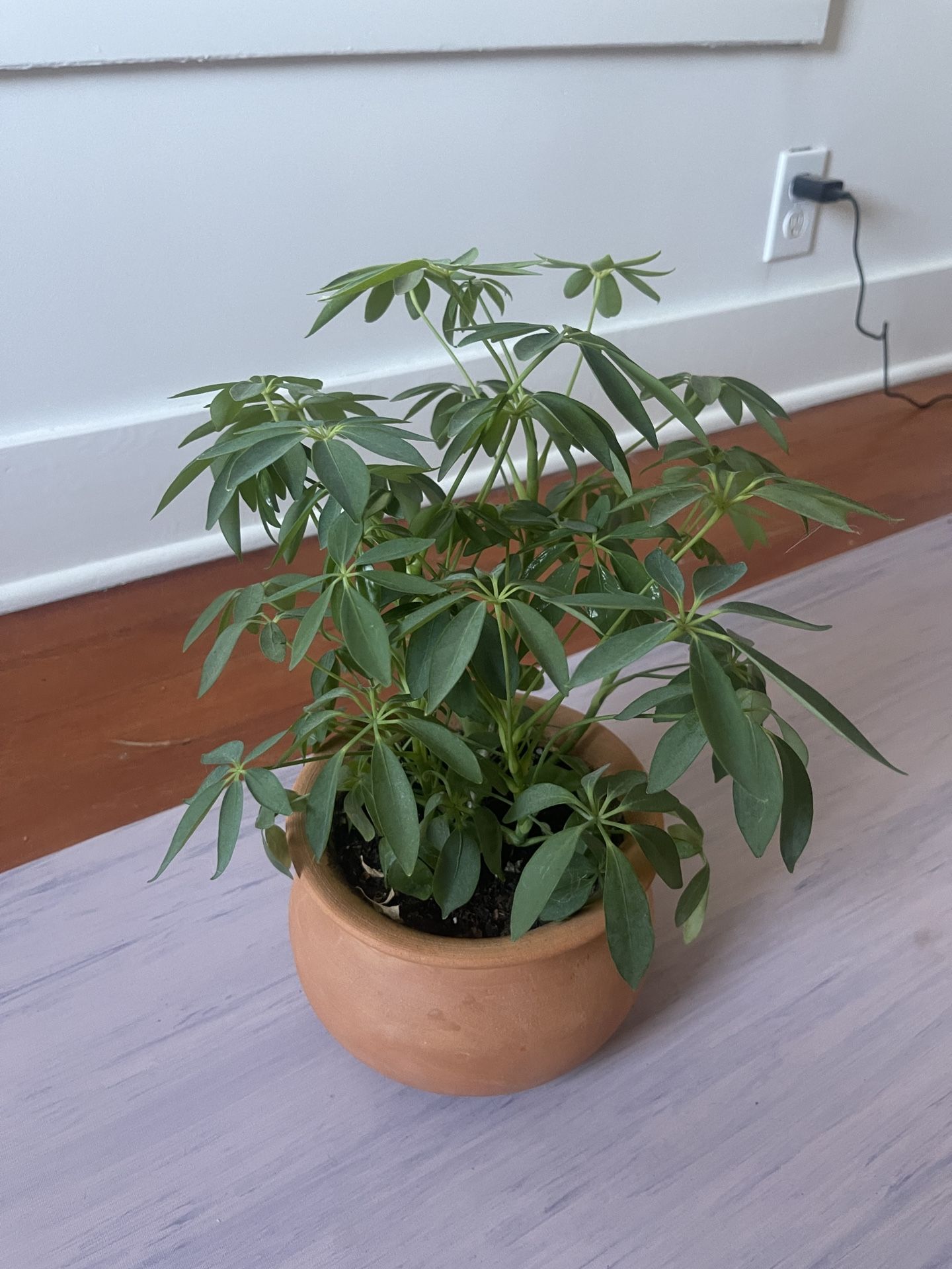 dwarf Umbrella Tree