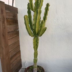 7ft Candelabra Cactus  