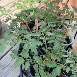  PLANTS  Purple Tomatoes Red Pepper Basil Sunflowers. 