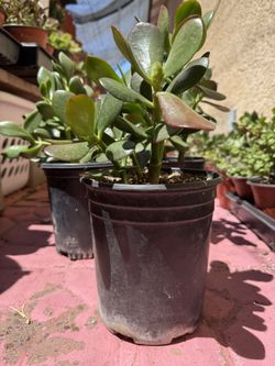Succulents