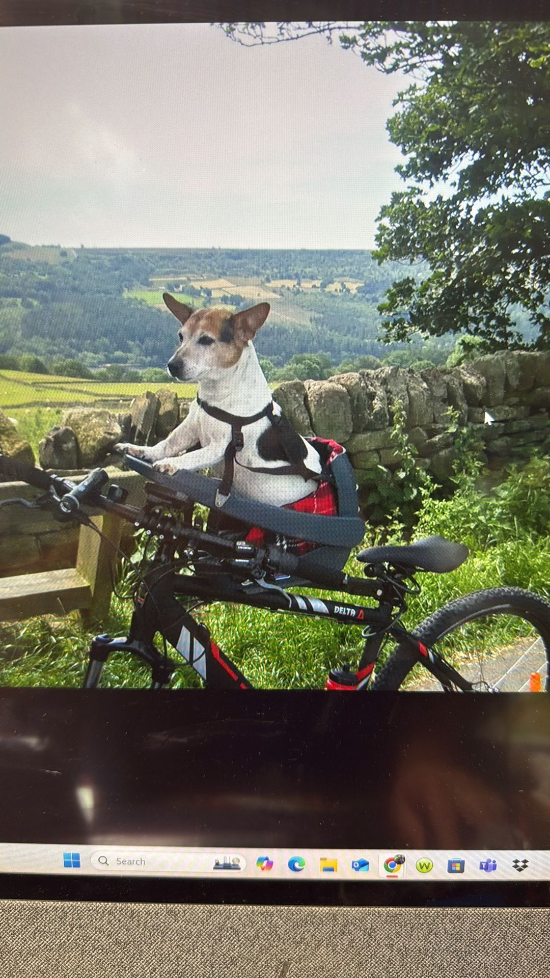 Original Buddyrider Bicycle Dog Sealedcase