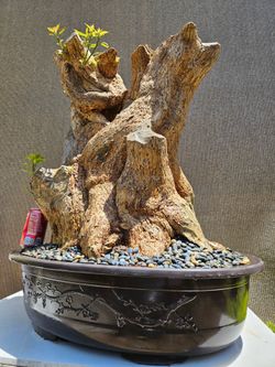 Old Bougainvillea Purple Bonsai Tree