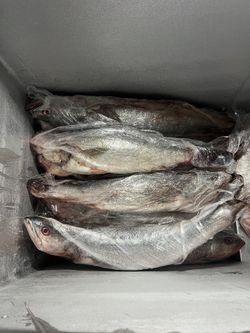 Curvina Fresca