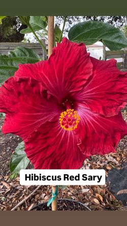 ❤️ Plant: Hibiscus Red Sary