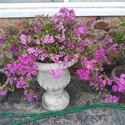 Bougainvillea Flower Plant Bush Potted Flower Plant