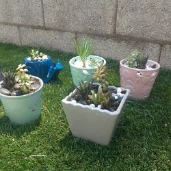 *******Sabrina's Succulents*******.    ****** ******. LITTLE GIFT