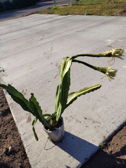 Planta