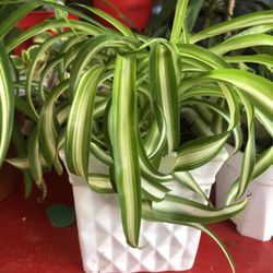 Spider Ribbon Plant