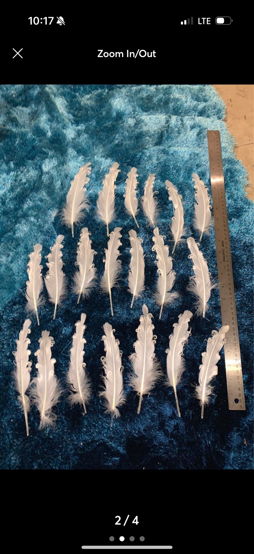 White curly feathers