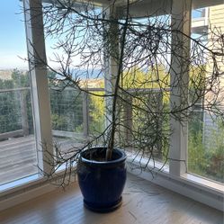 Pencil Cactus Euphorbia Tirucallii