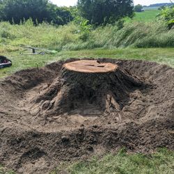 Freshly Cut BLACK WALNUT LOGS