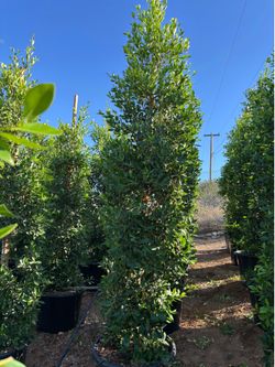 Ficus tree