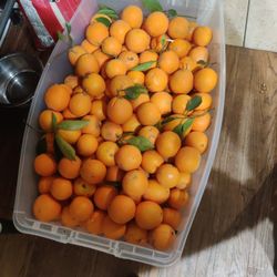 Delicious Very Sweet Oranges 