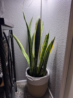 Tall Snake Plant (Sansevieria) – Healthy & Low Maintenance