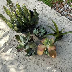 Plants Succulent Bundle Lot