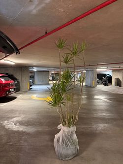 Tall Dracaena Marginata Live Plant